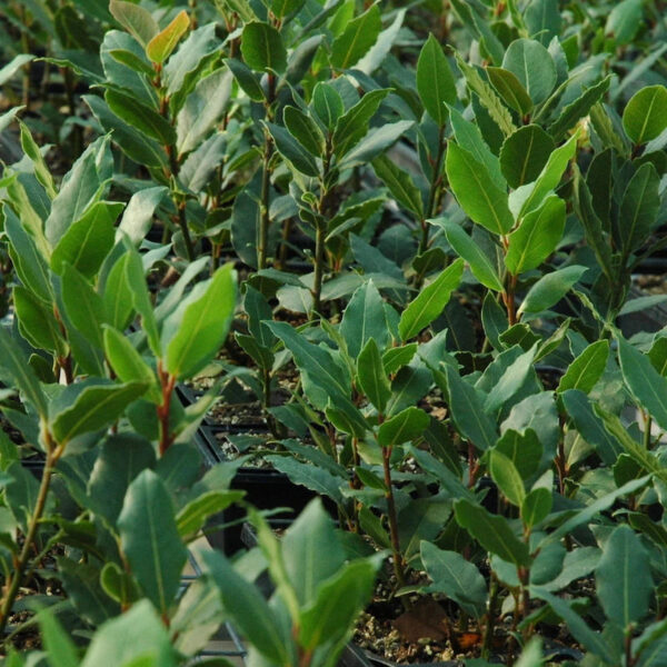 Bay Laurel essential oil